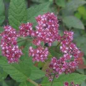 Spirea