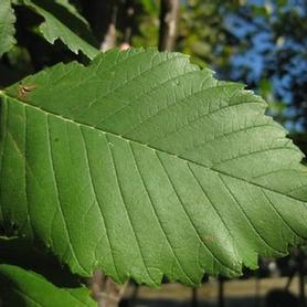 American Elm