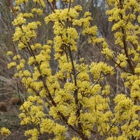 Japanese Cornel Dogwood