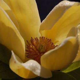 Magnolia