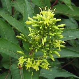 Southern Bush-honeysuckle