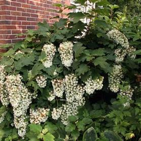 Oakleaf Hydrangea