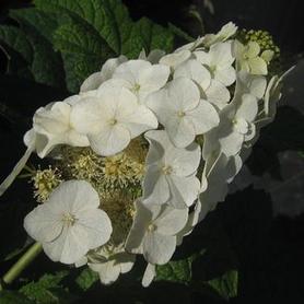 Oakleaf Hydrangea