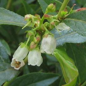 Lowbush Blueberry