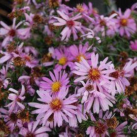 Aster Wood's Pink