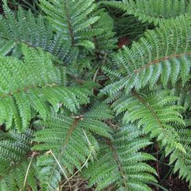 Tassel Fern