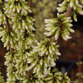 White Chinese Redbud