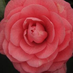 Camellia