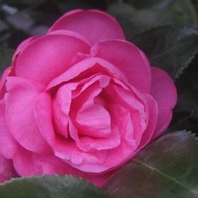 Camellia