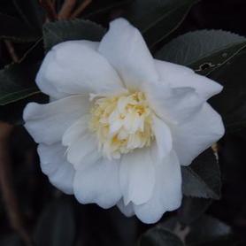 Camellia