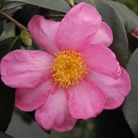 Camellia