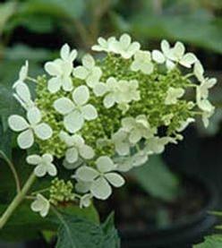 Oakleaf Hydrangea