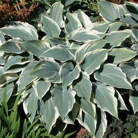 Plantain Lily