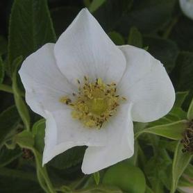White Rugosa Rose