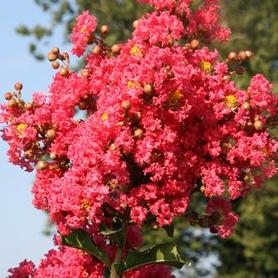 Crapemyrtle