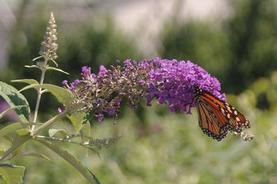 Butterfly Bush