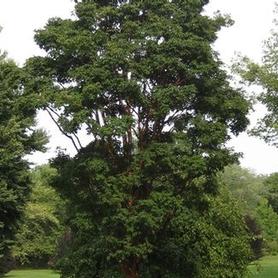 Acer griseum 