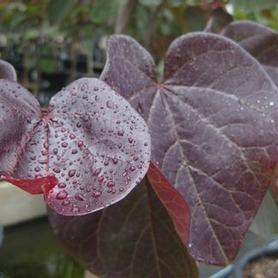 Eastern Redbud