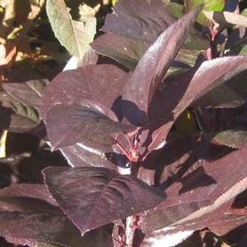 Aronia melanocarpa Viking