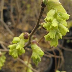 Veitch Winterhazel