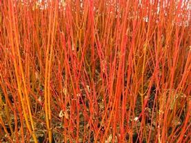 Redosier Dogwood