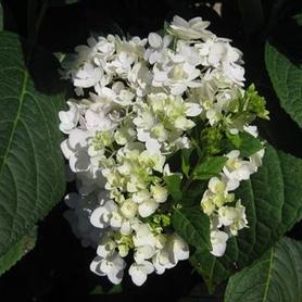 Bigleaf Hydrangea