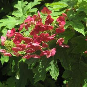 Oakleaf Hydrangea