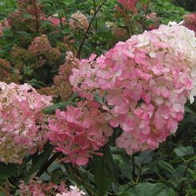 Hardy Hydrangea