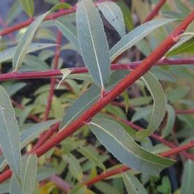 Coral Bark Willow