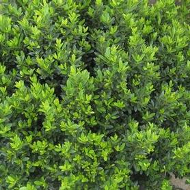 Hoogendorn Japanese Holly