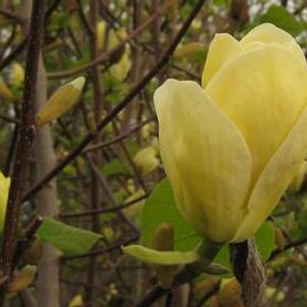 Magnolia