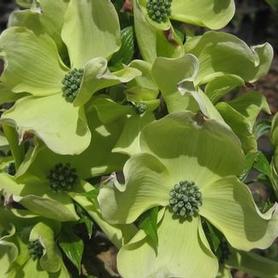 Flowering Dogwood