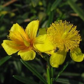 St Johnswort