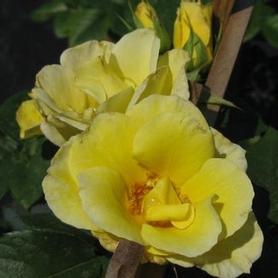 Climbing Rose