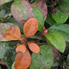Creeping Wintergreen