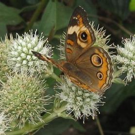 Rattlesnake Master