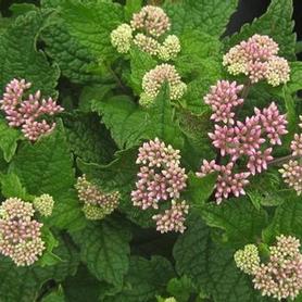 Joe Pye Weed