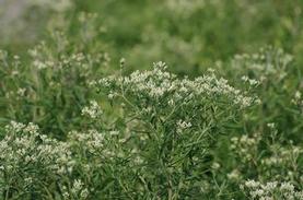 Hyssop-leaved Thoroughwort