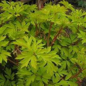 Bleeding Heart