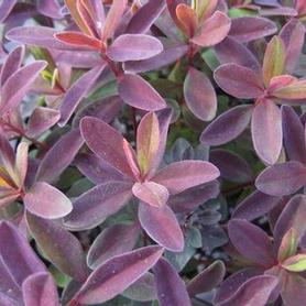 Cushion Spurge