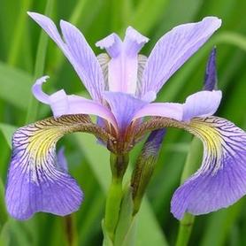 Blue Flag Iris