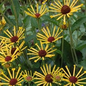 Sweet Coneflower