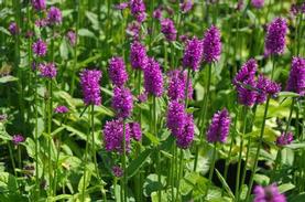 Alpine Betony