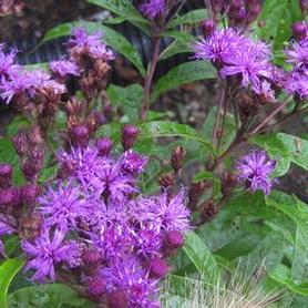 New York Ironweed