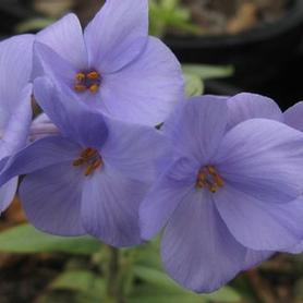 Creeping Phlox