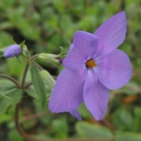 Creeping Phlox