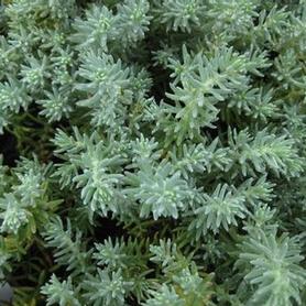 Stonecrop