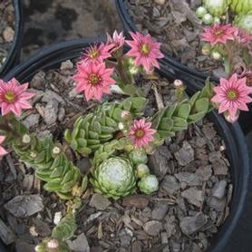 Hens and Chicks