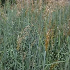 Yellow Prairie Grass