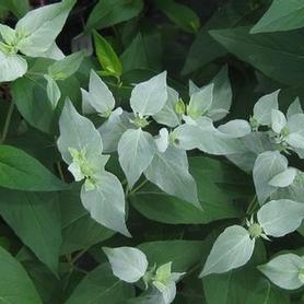 Mountain Mint